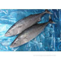Skipjack redondo inteiro congelado atum bonito para enlatado